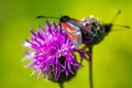 Red butterfly on pinlk Thistle (Carduus Defloratus) Royalty Free Stock Photo