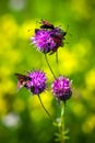 Red butterfly on pinlk Thistle (Carduus Defloratus) Royalty Free Stock Photo