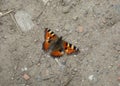 Red Butterfly Resting on the Ground Royalty Free Stock Photo