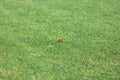 Red butterfly sitting on grass on summer day. Selective focus on subject Royalty Free Stock Photo