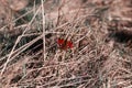 A red butterfly sitting isolated on grass. Butterfly sits on straw.