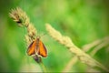 Red butterfly on a spikelet blurred green background