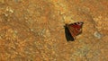 Red butterfly stone background hd footage