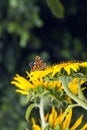 Red butterfly on a sunflower