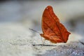 Red butterfly (Tawny Rajah, Charaxes bernardus)