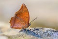 Red butterfly (Tawny Rajah, Charaxes bernardus)