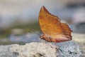 Red butterfly (Tawny Rajah, Charaxes bernardus)