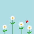 Red butterfly. White daisy chamomile set. Cute growing flower plant. Love card. Camomile icon. Flat design. Blue background. Isola