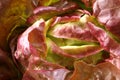 Red Butterhead Lettuce