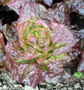 Red Butterhead Lettuce in the Ground Royalty Free Stock Photo