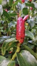 Red button costus woodsonii indian head ginger Alpinia purpurata flower Royalty Free Stock Photo