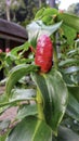Red button costus woodsonii indian head ginger Alpinia purpurata flower Royalty Free Stock Photo