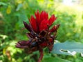 red button ginger flower also known as Costus Woodsonii, Scarlet Spiral Flag, Red Cane, Royalty Free Stock Photo