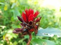 red button ginger flower also known as Costus Woodsonii, Scarlet Spiral Flag,