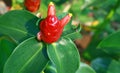 Red button ginger plant