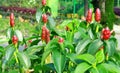 Red button ginger plant