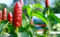 Red button ginger plant