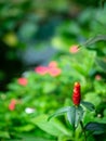 Red Button Ginger plant