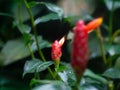 Red Button Ginger plant