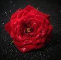 Red Button Rose