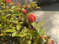 Red Button Rose flower buds Royalty Free Stock Photo