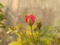 Red Button Rose Flower Buds Royalty Free Stock Photo