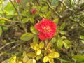 Red Button Rose flower