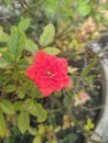 Red button rose flower