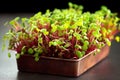 red cabbage or arugula or radish microgreens sprouts healthy plant bazed vegan diet generative ai