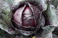 Red cabbage Royalty Free Stock Photo