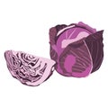 Red cabbage. Cabbage. Leafy vegetable. Fresh organic and healthy, diet and vegetarian food. Vector illustration.