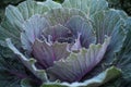 Red cabbage close up with dew blooming splay old age background , Brassica oleraceae var. rubra