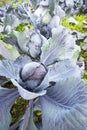 Red Cabbage close up in a farm field ready for cutting vitamins A, C, K, and the minerals potassium and manganese