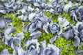 Red Cabbage close up in a farm field ready for cutting vitamins A, C, K, and the minerals potassium and manganese