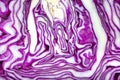 Red cabbage close-up Royalty Free Stock Photo
