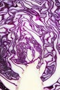 Red cabbage cut in half Royalty Free Stock Photo