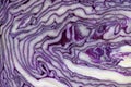 Red cabbage cut in half closeup. Royalty Free Stock Photo