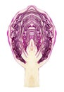 Red cabbage cut in half and made symmetric Royalty Free Stock Photo