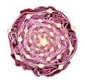 Red cabbage cut in half middle across isolated on white background with clipping path Royalty Free Stock Photo