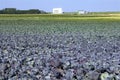 Red cabbage field, waterworks, Netherlands