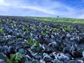 Red cabbage fields Royalty Free Stock Photo