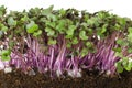 Red cabbage fresh sprouts front view