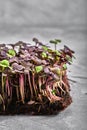 Red cabbage, fresh sprouts and young leaves front view over gray. Vegetable and microgreen. Also purple cabbage, red or Royalty Free Stock Photo