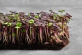 Red cabbage, fresh sprouts and young leaves front view over gray. Vegetable and microgreen. Also purple cabbage, red or Royalty Free Stock Photo