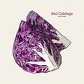Red cabbage, hand draw sketch vector