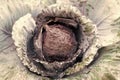 Red cabbage head with drops after rain or watering garden vegetable outdoor Royalty Free Stock Photo
