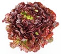 Red cabbage lettuce Royalty Free Stock Photo