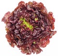 Red cabbage lettuce head Royalty Free Stock Photo