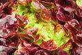 Red cabbage lettuce head background