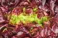 Red cabbage lettuce head background